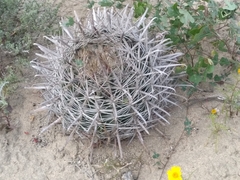 Ferocactus fordii