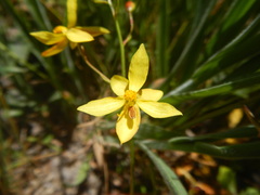 Cyanella lutea