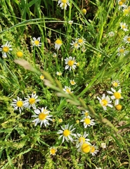 Anthemis arvensis