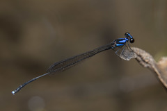 Prodasineura collaris