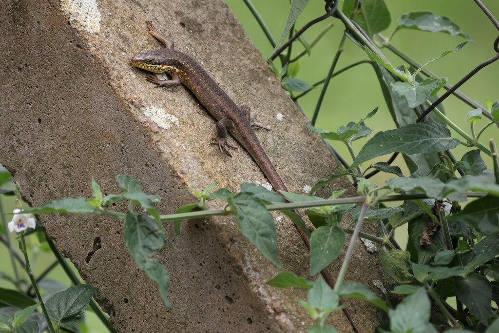 Speckle-lipped Mabuya