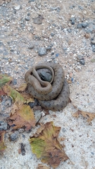 Natrix astreptophora