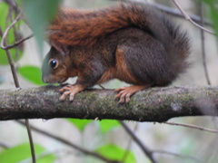 Sciurus ignitus