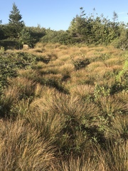 Trichophorum cespitosum