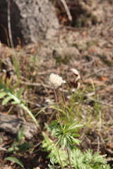 Anemone multifida multifida