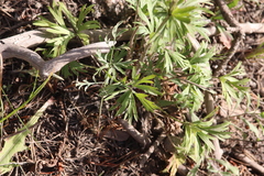 Anemone multifida multifida