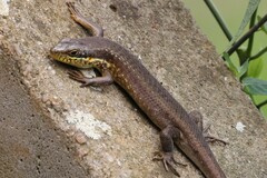 Trachylepis