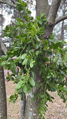 Phoradendron leucarpum