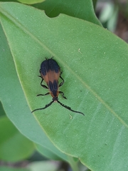 Thelgetra latipennis
