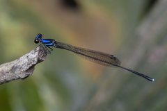 Prodasineura collaris