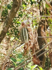 Polyclathra cucumerina