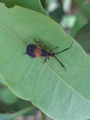 Thelgetra latipennis