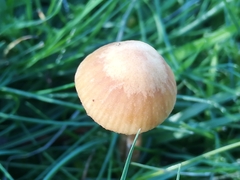 Galerina