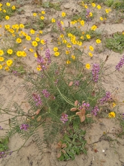 Astragalus magdalenae
