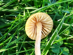 Galerina