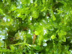 Calypogeia integristipula