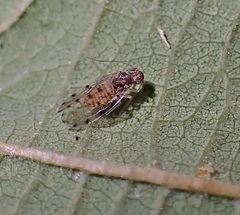 Ectopsocus