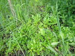 Myosotis sparsiflora