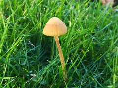 Galerina