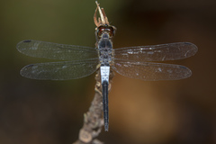 Orchithemis pruinans