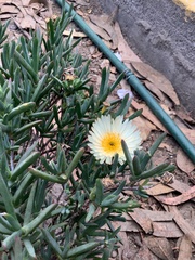 Carpobrotus edulis