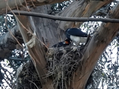 Daptrius megalopterus