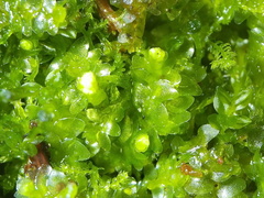Calypogeia integristipula