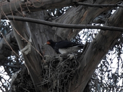 Daptrius megalopterus