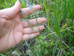 Veronica prostrata