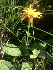 Senecio doronicum