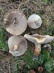 Tricholoma badicephalum