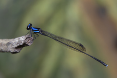 Prodasineura collaris