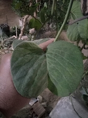 Iochroma cyaneum