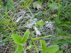 Veronica prostrata