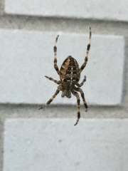 Araneus diadematus