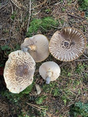 Tricholoma badicephalum