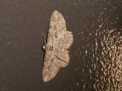 Iridopsis defectaria