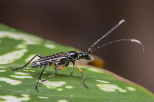 Elacomia