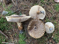 Tricholoma badicephalum