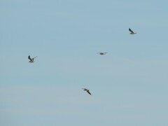 Chroicocephalus ridibundus