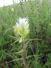 Melampyrum argyrocomum