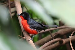 Laniarius erythrogaster
