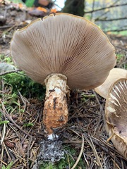 Tricholoma badicephalum