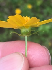 Coreopsis pubescens