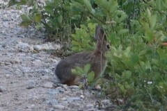 Sylvilagus nuttallii pinetis