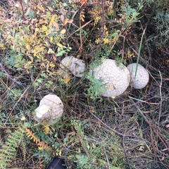 Lycoperdon pratense