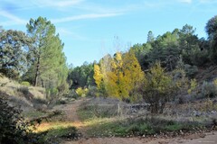 Quercus rotundifolia