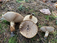 Tricholoma badicephalum
