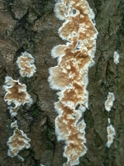 Coniophora puteana