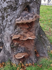 Fungi